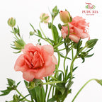 Ranunculus Butterfly Orange 蝴蝶洋牡丹 - (Per Bundle)