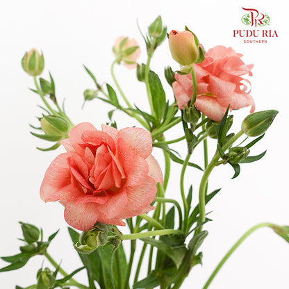 Ranunculus Butterfly Orange - (Per Bundle)