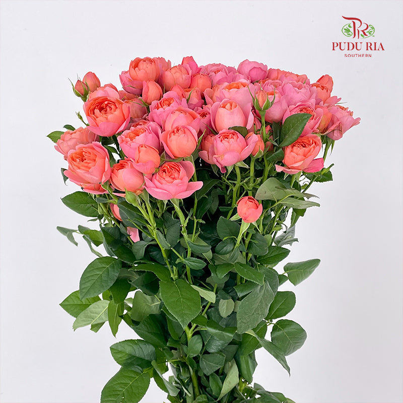 Rose Spray Apricot Juice Terrace - (8-10 Stems)