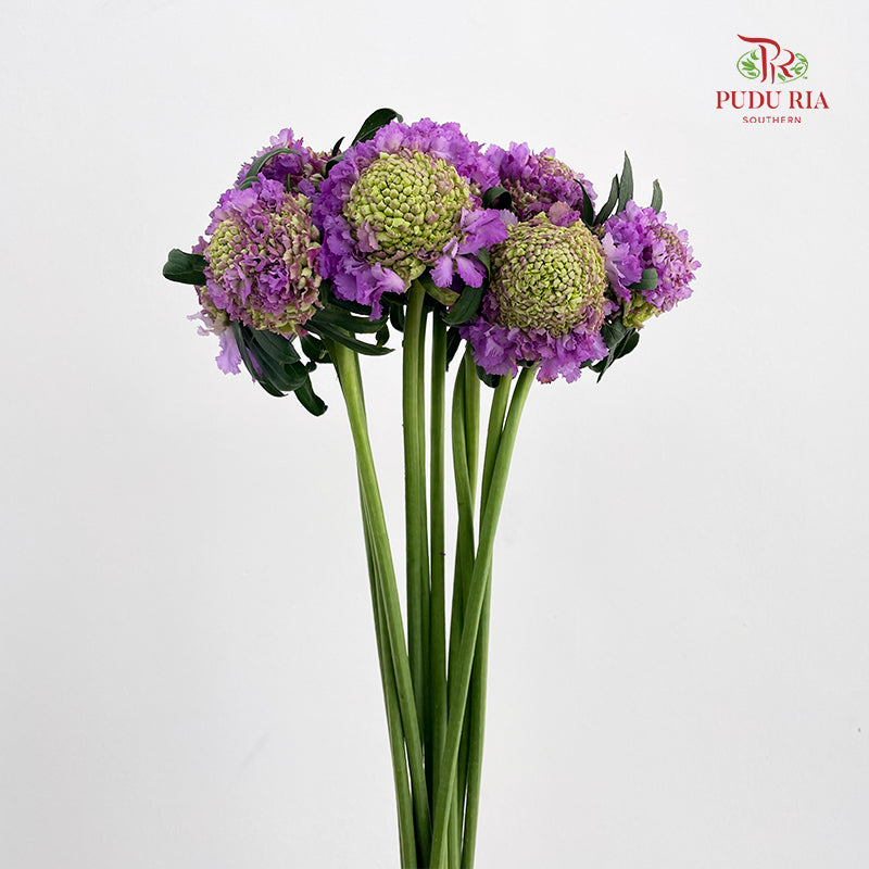 Scabiosa Purple 蓝盆花 - (Per Bundle)
