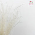 Dry Stipa Grass (Feather Grass) White