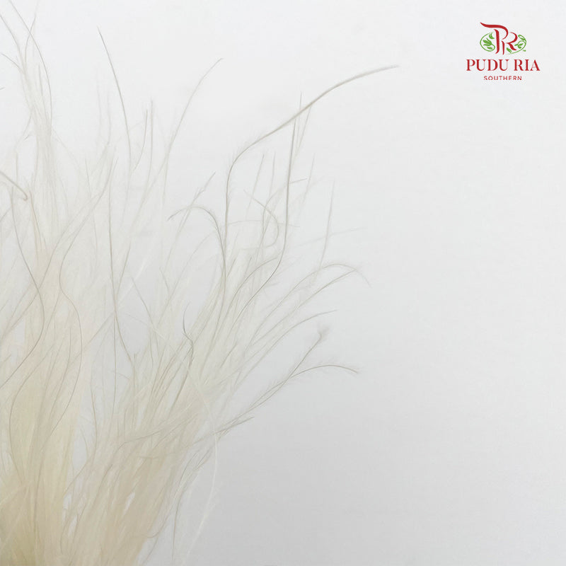 Dry Stipa Grass (Feather Grass) White