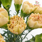 Carnation St Reg Malone (18-20 Stems) - Pudu Ria Florist Southern