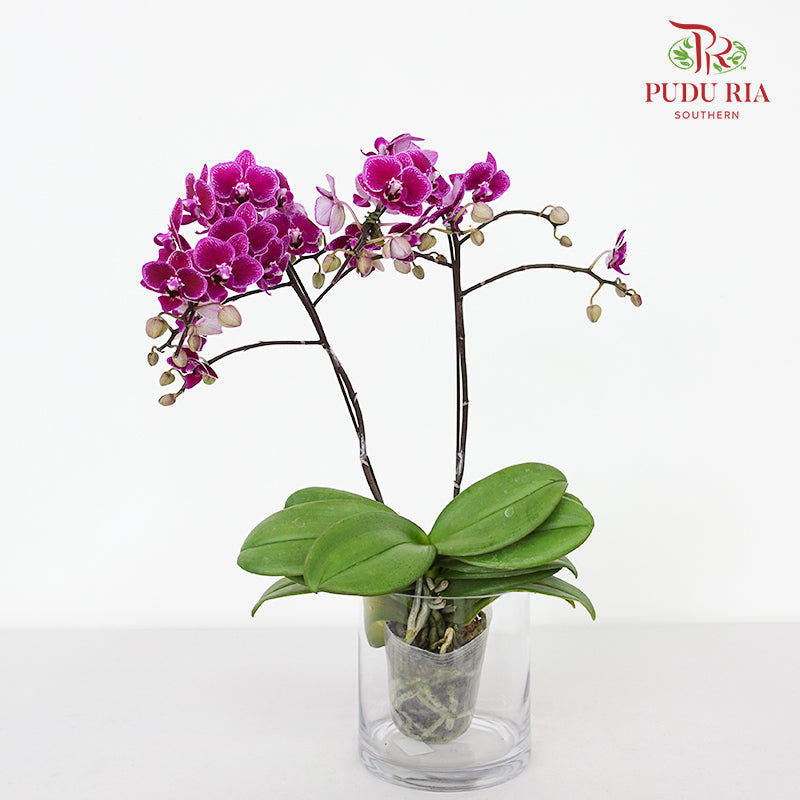 Phalaenopsis Orchid Purple Medium Double Stems