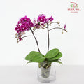 Phalaenopsis Orchid Purple Medium Double Stems