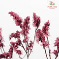 Dry Caspia - Red Wine