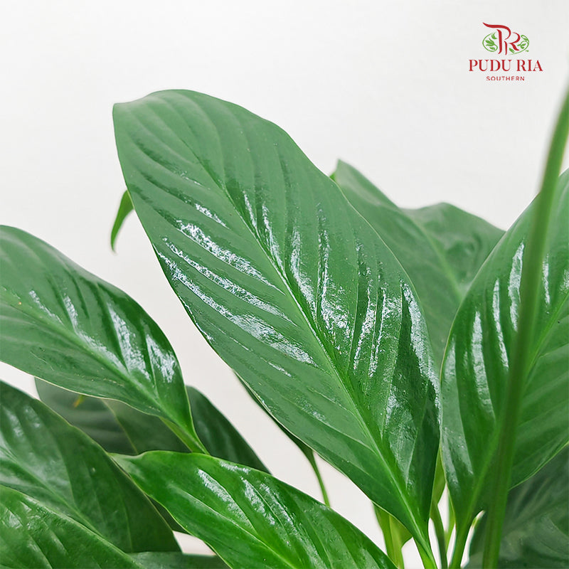 TKLY/ Spathiphyllum Mojo P100