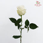 Rose Proud - (8-10 Stems)