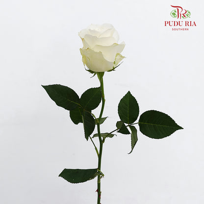 Rose Proud (8-10 Stems)