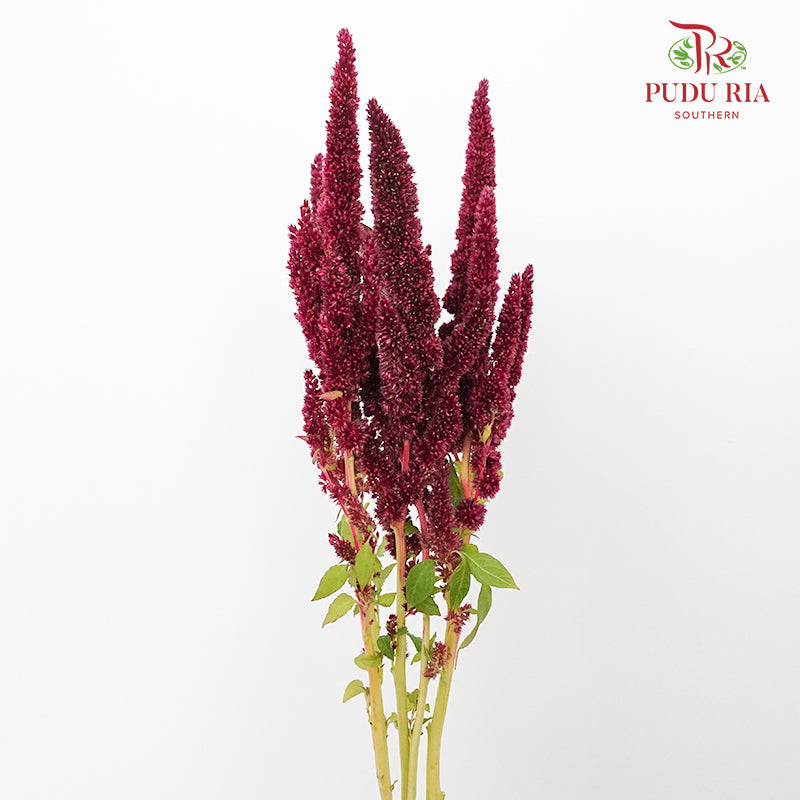 Amaranthus Straigh Red - Pudu Ria Florist Southern
