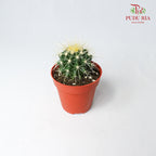 Cactus Mix 1 - Pudu Ria Florist Southern