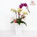 CNY Potted Plant Arrangement 2024#84