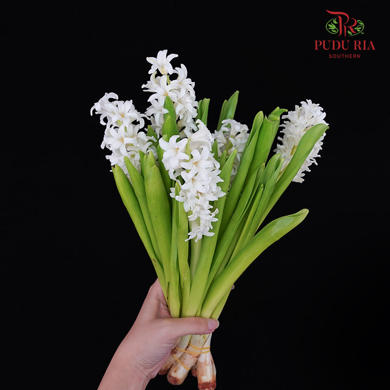 Hyacinthus White - (5 Stems)