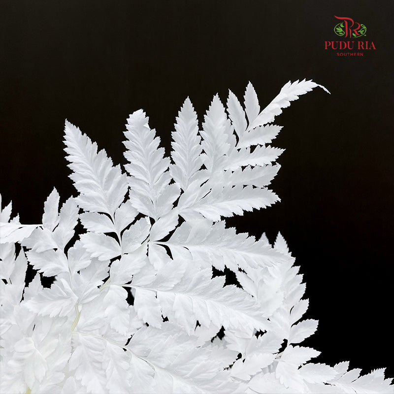 Preservative Fern - White