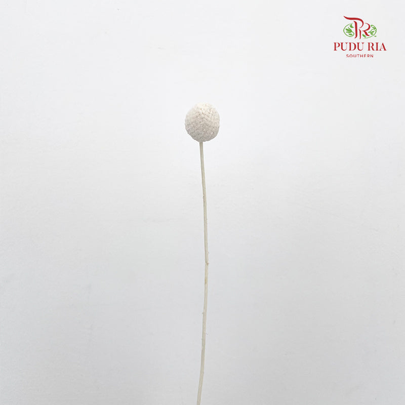 Dry Craspedia Bleached - White