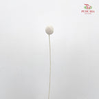 Dry Craspedia Bleached - White