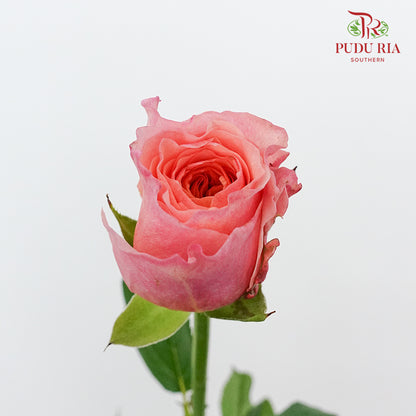 Rose Victoria (8-10 Stems) - Pudu Ria Florist Southern