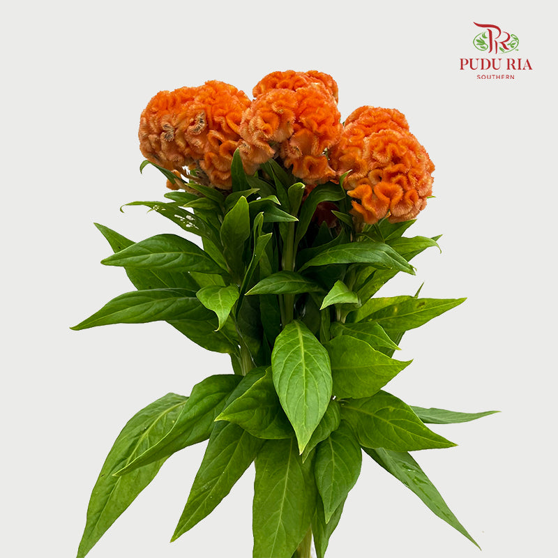 Celosia Orange 鸡冠花 - (5 Stems)