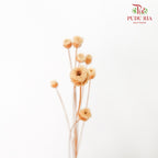 Dry Happy Flower - White - Pudu Ria Florist Southern