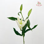 Lily White 百合 - (5 Stems)