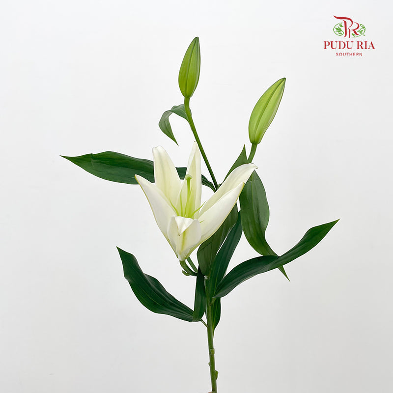 Lily White - (5 Stems)