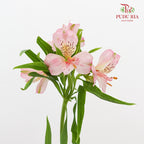Alstroemeria Pink 六出花 - (9-10 Stems)