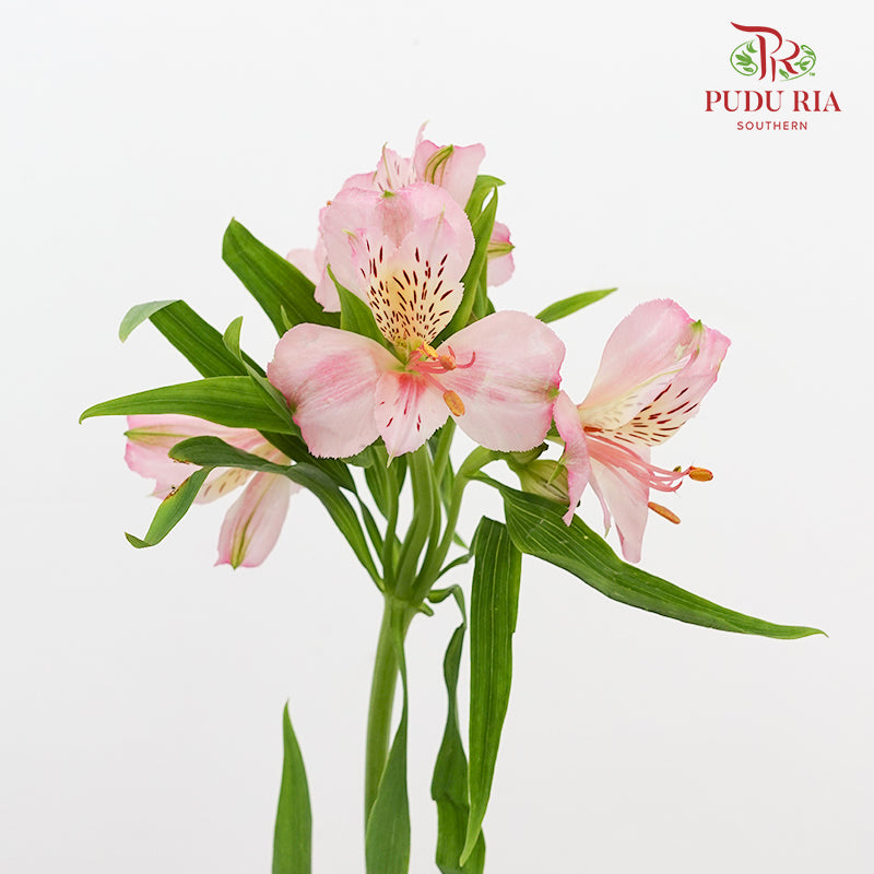 Alstroemeria 六出花 Pink - (9-10 Stems)