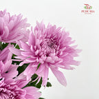 Net Mum Chrysanthemum Light Purple - (5-6 Stems)