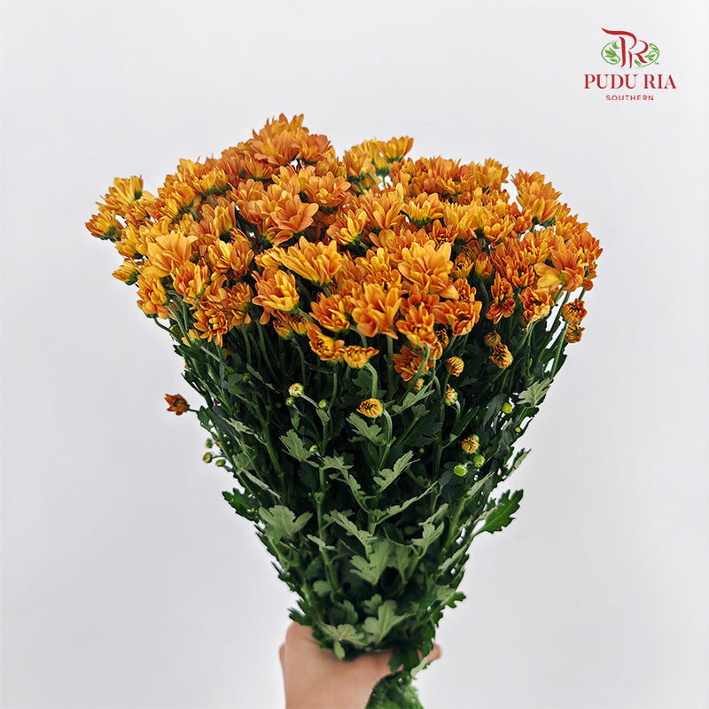 Chrysanthemum Santini / Calimero Mini Daisy Orange