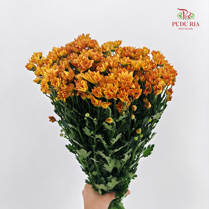 Chrysanthemum Santini / Calimero Mini Daisy Orange