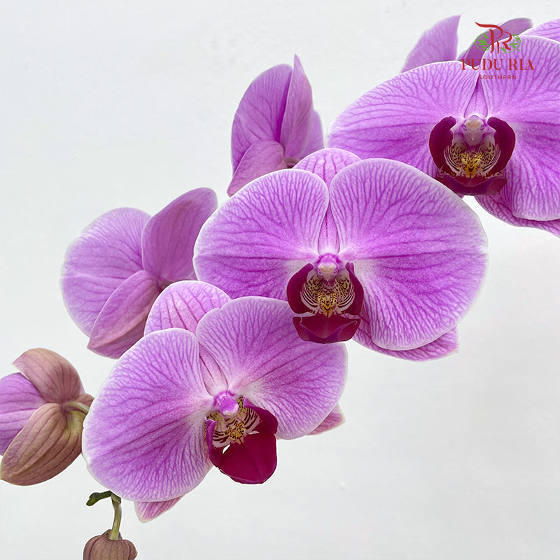 Phalaenopsis Orchid Light Purple Big Single Stem #3