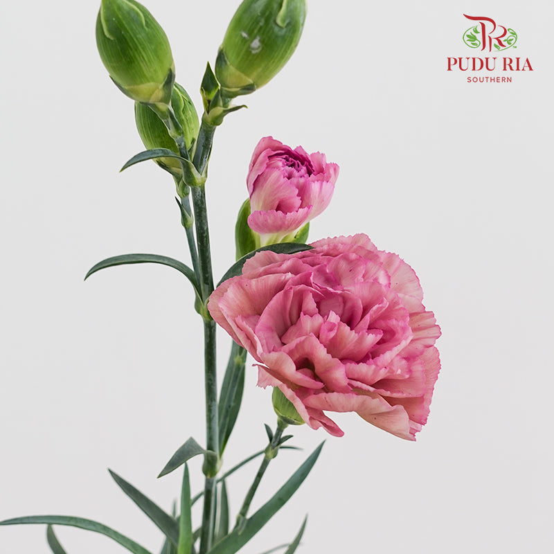 Carnation Spray Purple - (18-20 Stems)