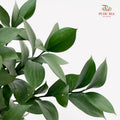 Ruscus 大桦叶 - (10 Stems)