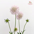 Scabiosa Pink 蓝盆花 - (Per Bundle)
