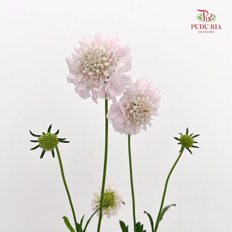 Scabiosa Pink 蓝盆花 - (Per Bundle)