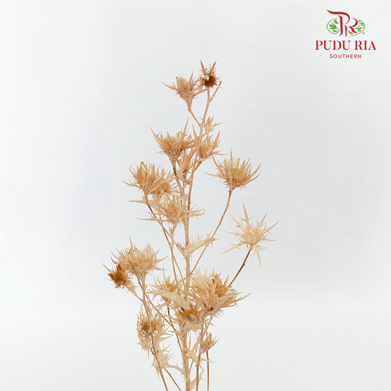 Dry Wild Cardus Bleached - Pudu Ria Florist Southern