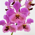 Mokara Orchid Light Purple (M) - (Per Stem)