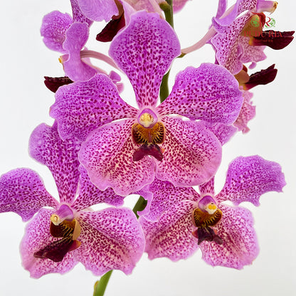 Mokara Orchid Light Purple (M) - (Per Stem)
