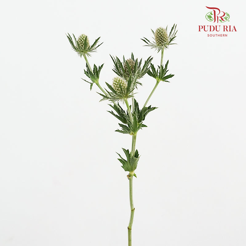 Eryngium - (5 Stems)