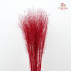Preservative Muhlenbergia Capillaris