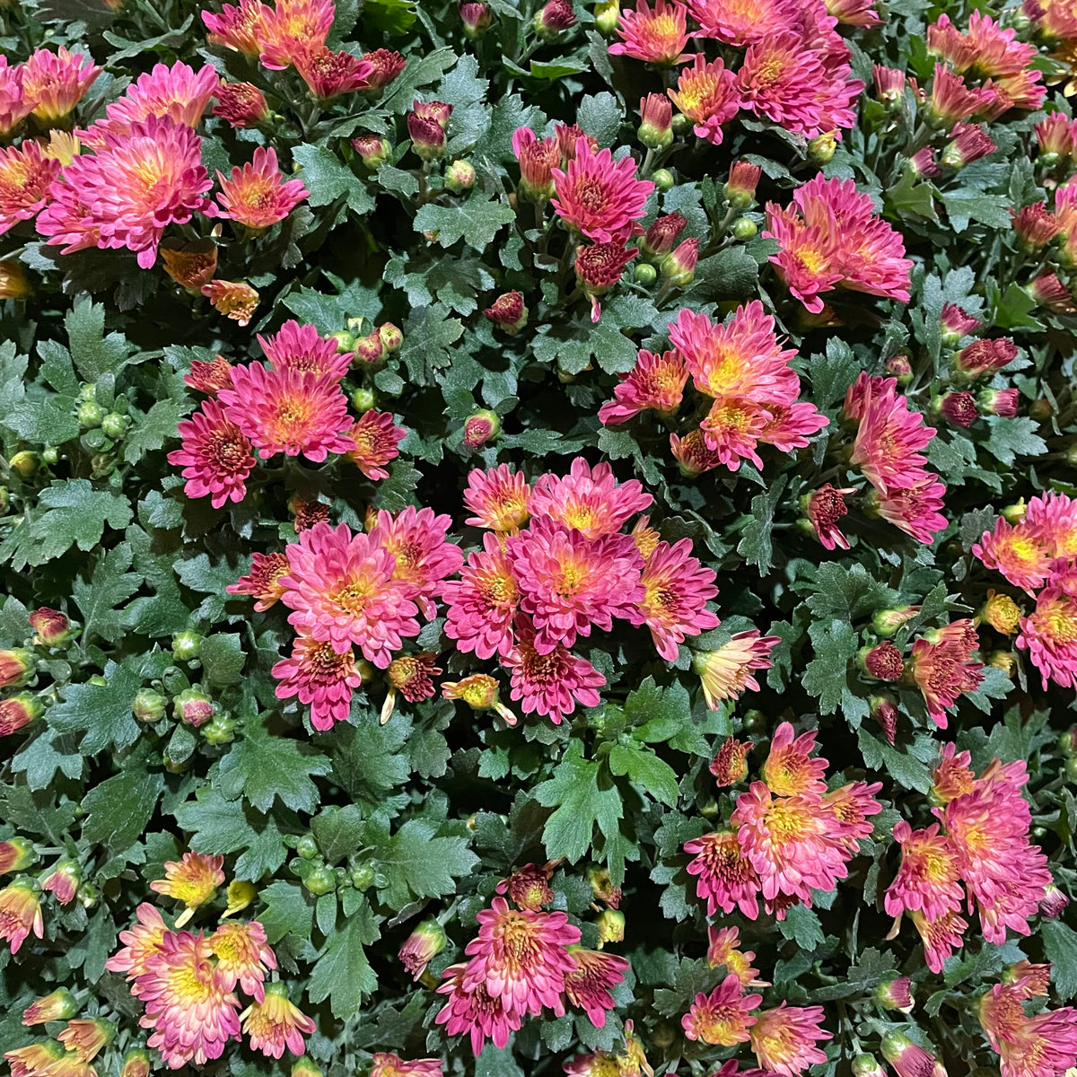 Chrysanthemum Gypsophilla P310 菊花满天星 2025
