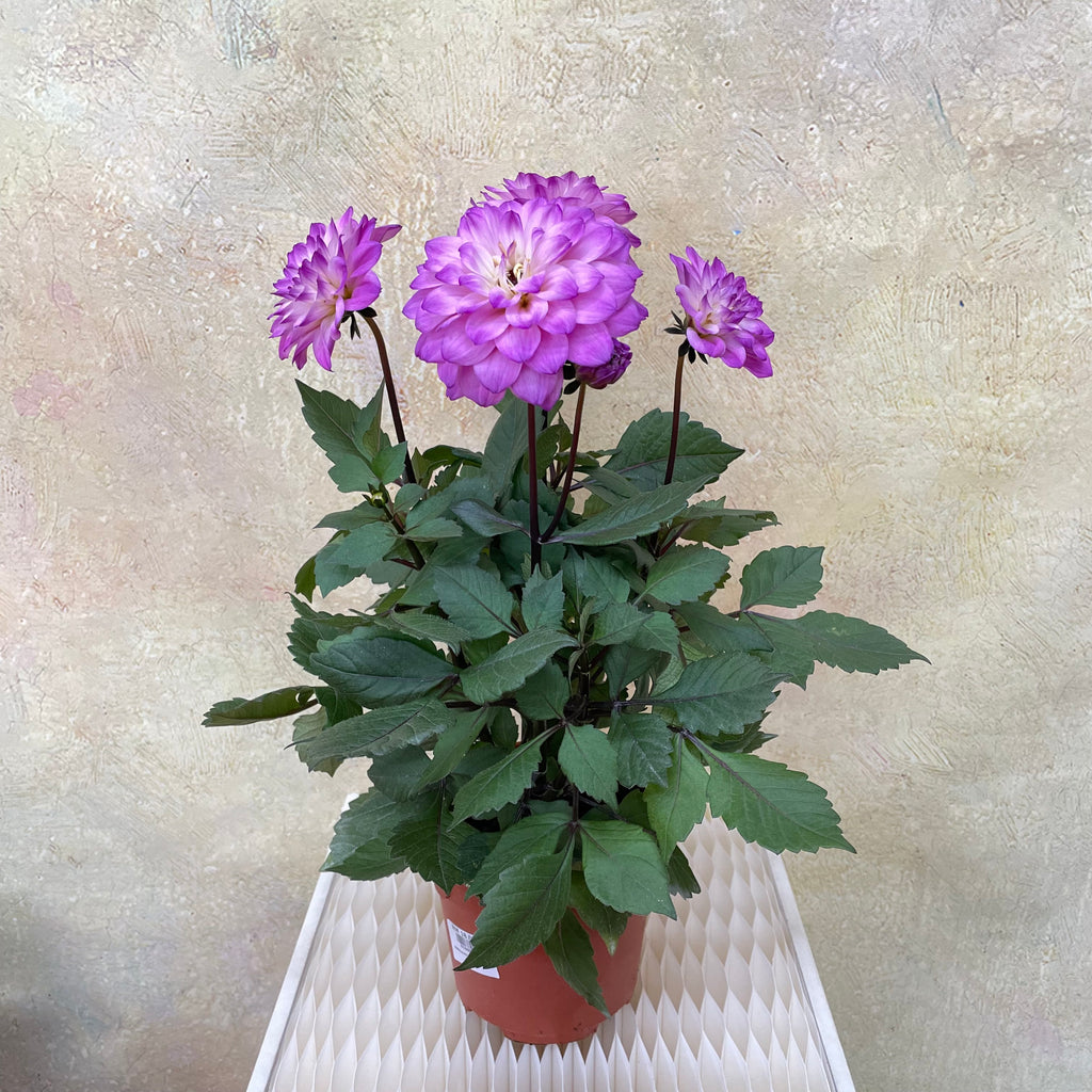 Dahlia Plant 大丽花