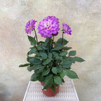 Dahlia Plant 大丽花