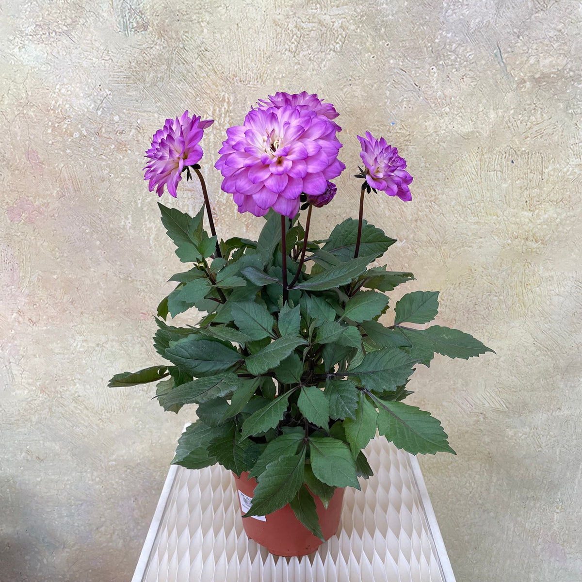 Dahlia Plant 大丽花