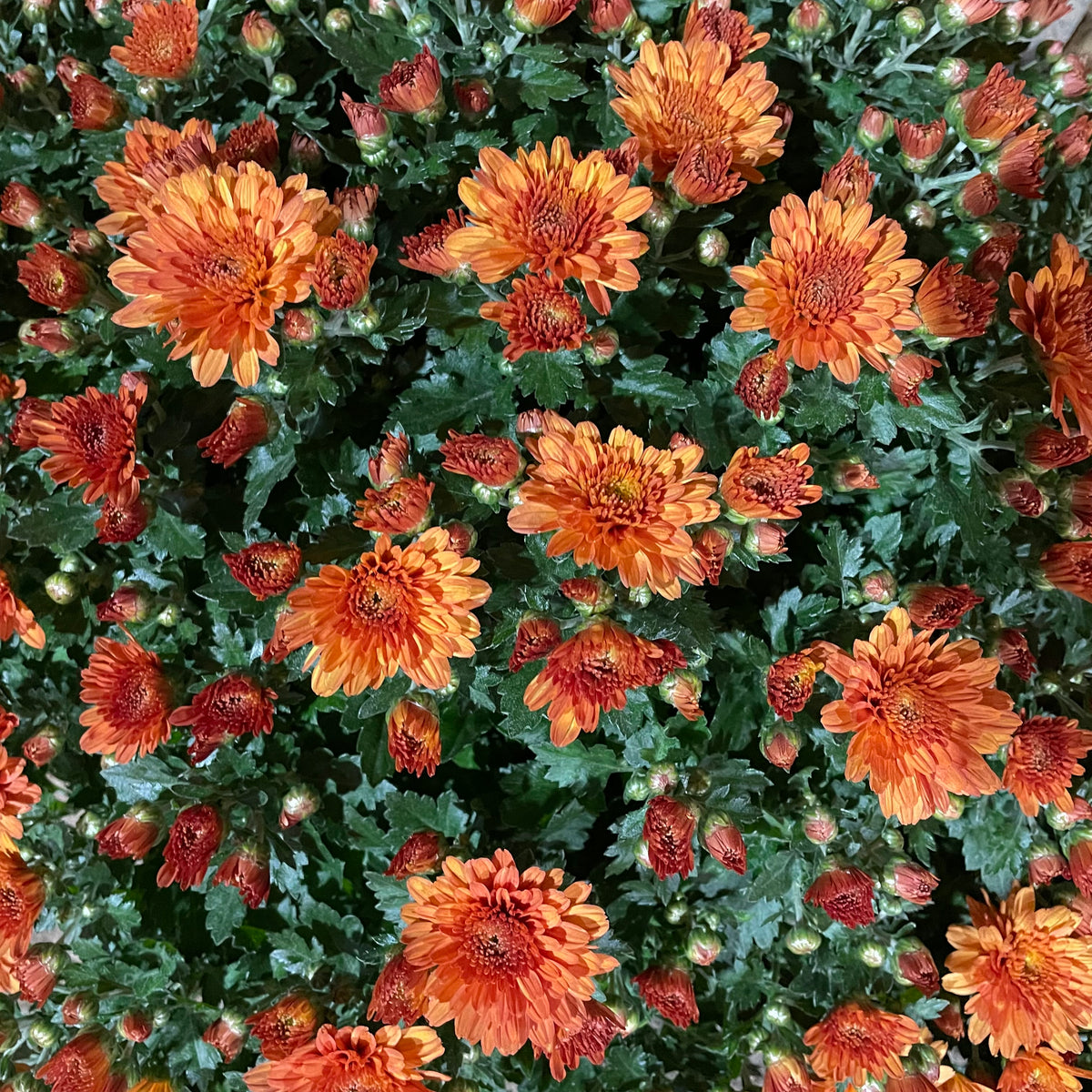 Chrysanthemum Gypsophilla P310 菊花满天星 2025