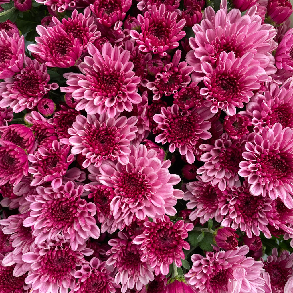 Chrysanthemum Pom-Pom (12寸盆) 菊花