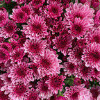 Chrysanthemum Pom-Pom (12寸盆) 菊花