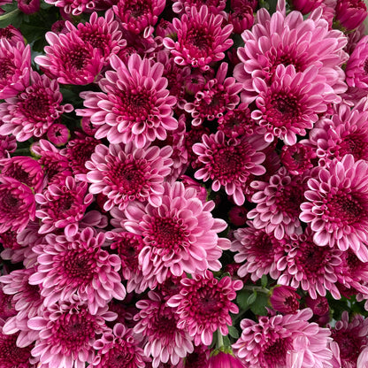 Chrysanthemum pom-pom (12寸盆) 菊花