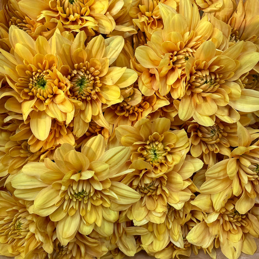 Chrysanthemum Pompom Yellow 1 - (10-12 Stems)