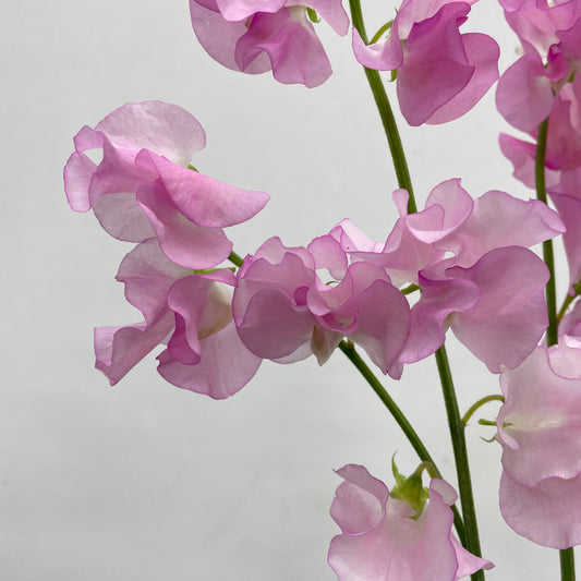 Sweet Pea Light Pink - 5 Stems